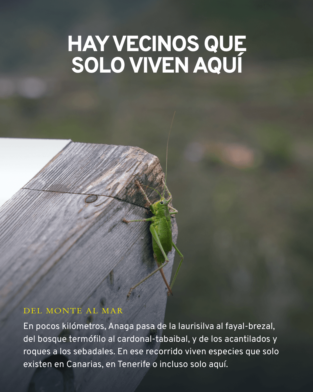 Cabildo de Tenerife — hero