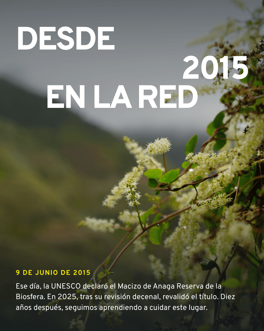 Cabildo de Tenerife — 4